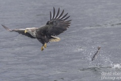 birds-mull-2-2
