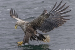 birds-mull-2-3