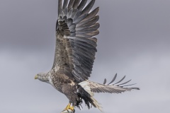 birds-mull-2-4