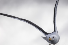 birds-mull-2