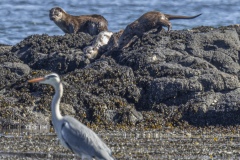 otters-mull-2