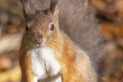squirrel-2416
