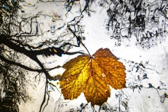 lakes-leaf-020203