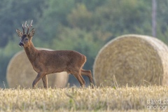 deer-round-bales-hoveringham-2590