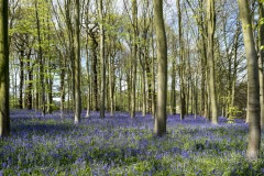 clumber-bluebells-notts-9498