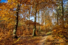 Thieves Wood near Nottingham in autumn